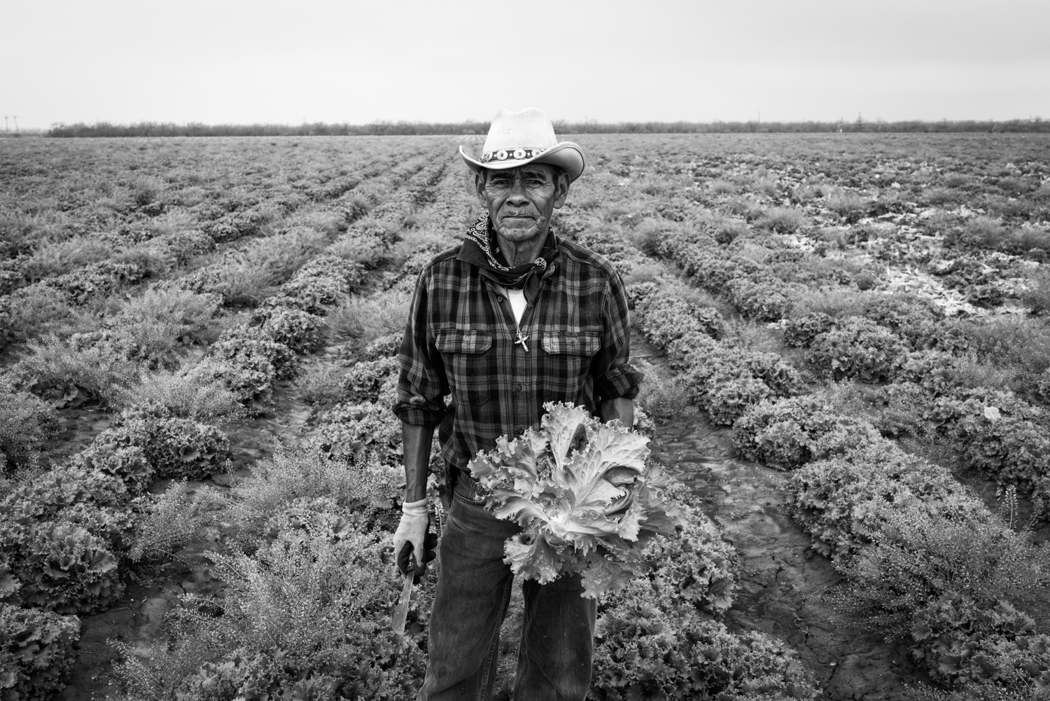Migrant laborer holding freshly cut cabbage, US-Mexico border